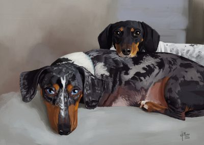 Dog Portrait dachshunds